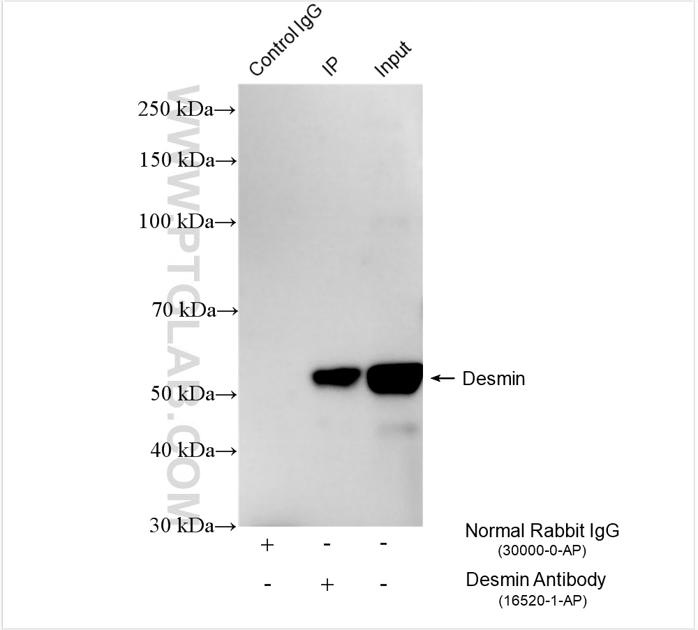 IP experiment of mouse heart using 16520-1-AP