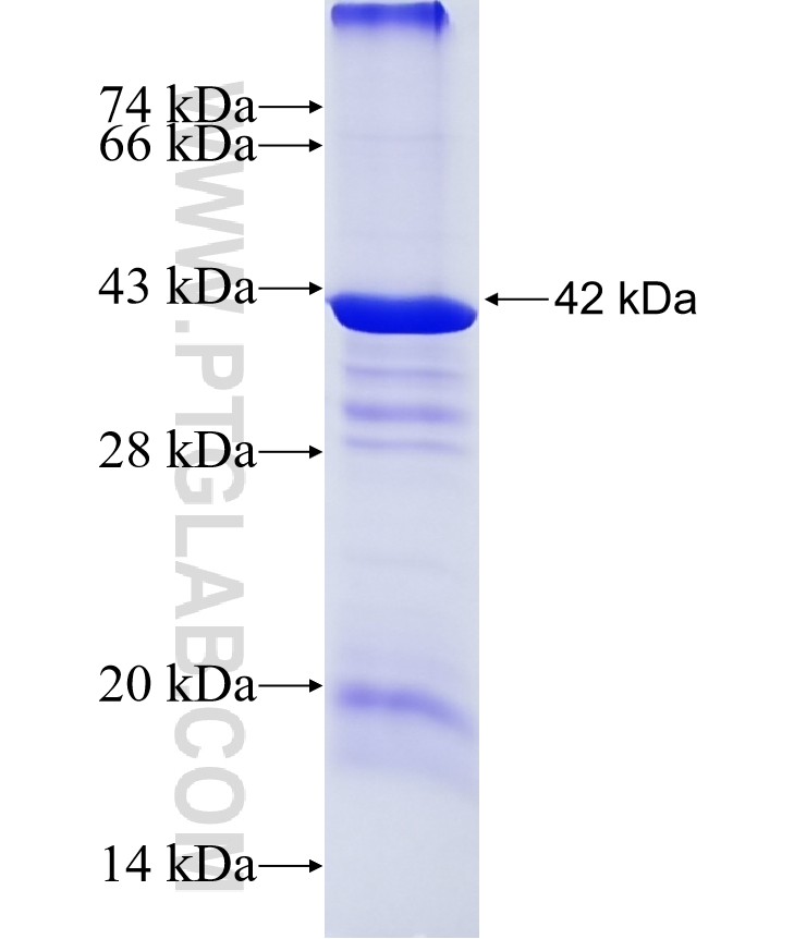 DET1 fusion protein Ag17501 SDS-PAGE