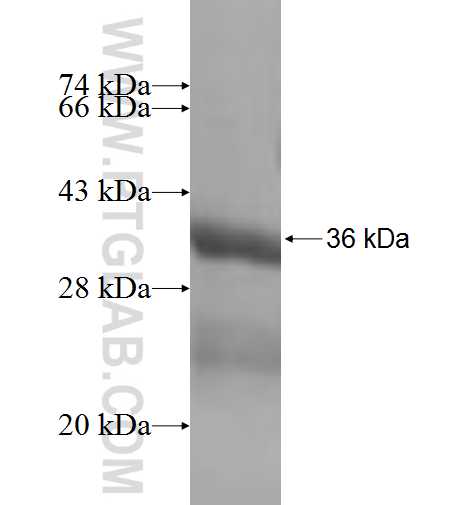 DEXI fusion protein Ag6535 SDS-PAGE
