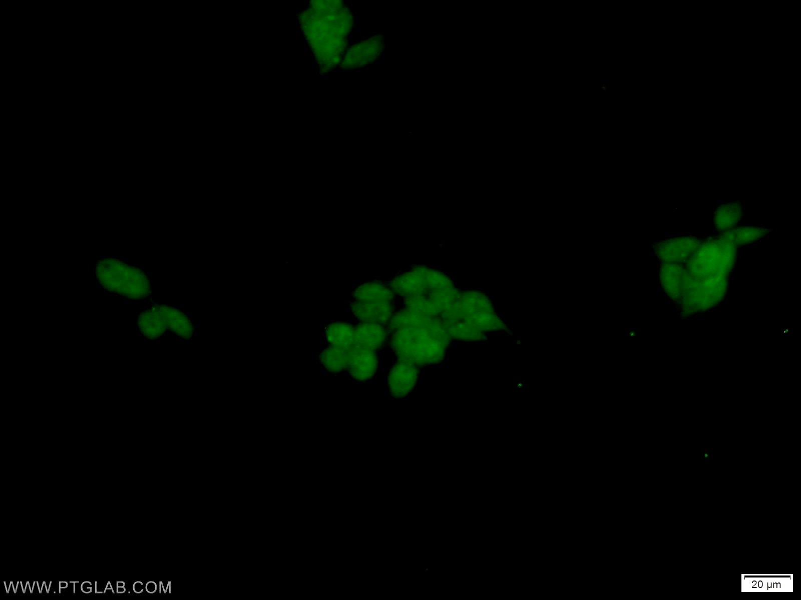 IF Staining of HEK-293 using 10191-2-AP