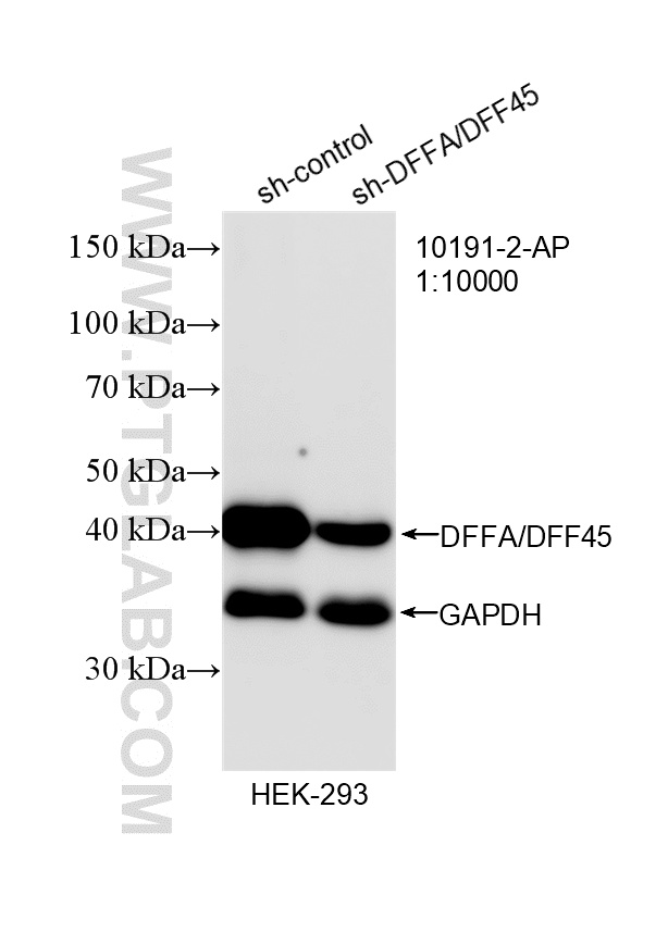 WB analysis of HEK-293 using 10191-2-AP WB analysis of HEK-293 using 10191-2-AP