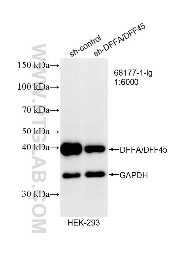WB analysis of HEK-293 using 68177-1-Ig WB analysis of HEK-293 using 68177-1-Ig