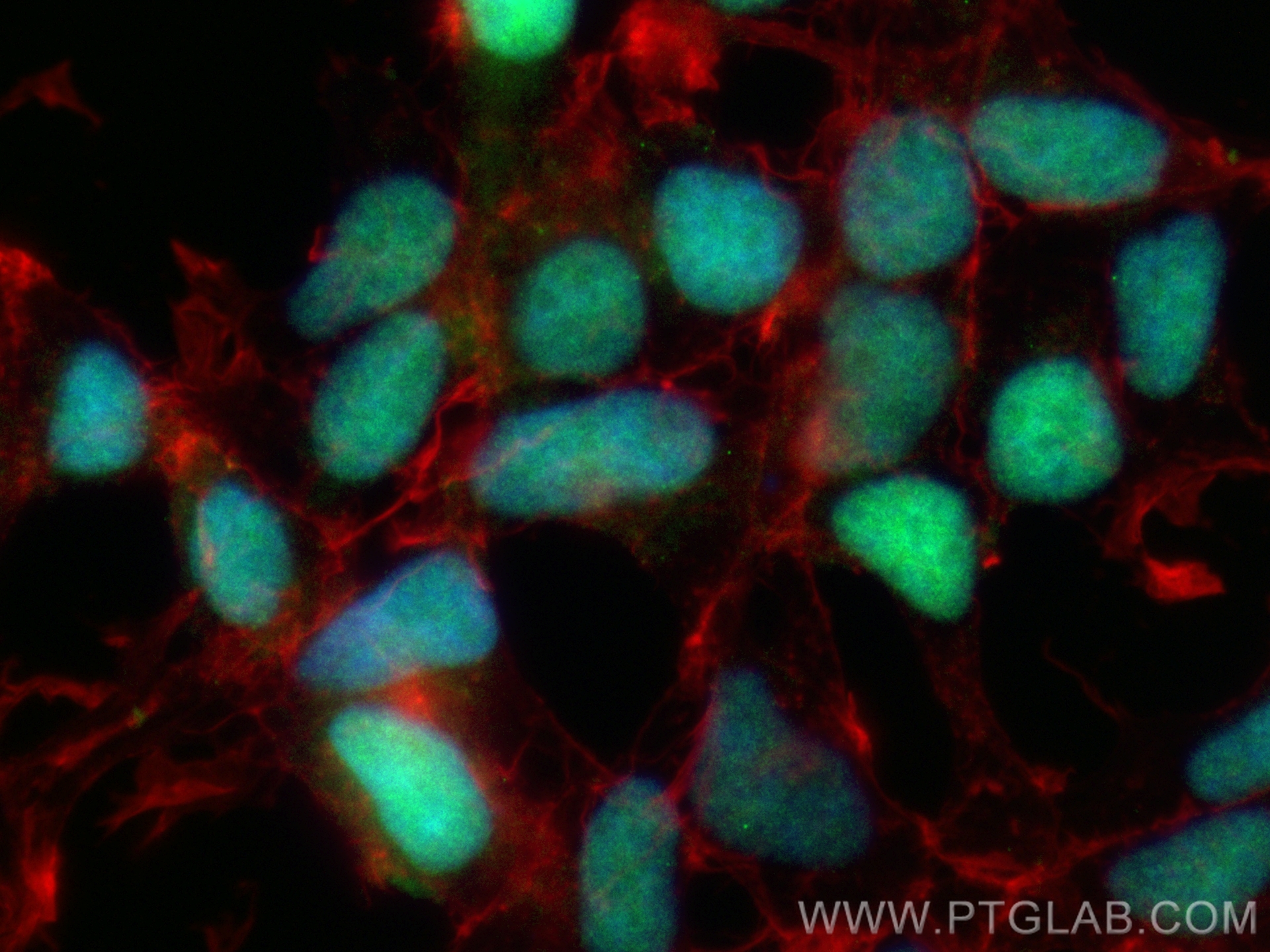 IF Staining of HEK-293 using CL488-85220-5