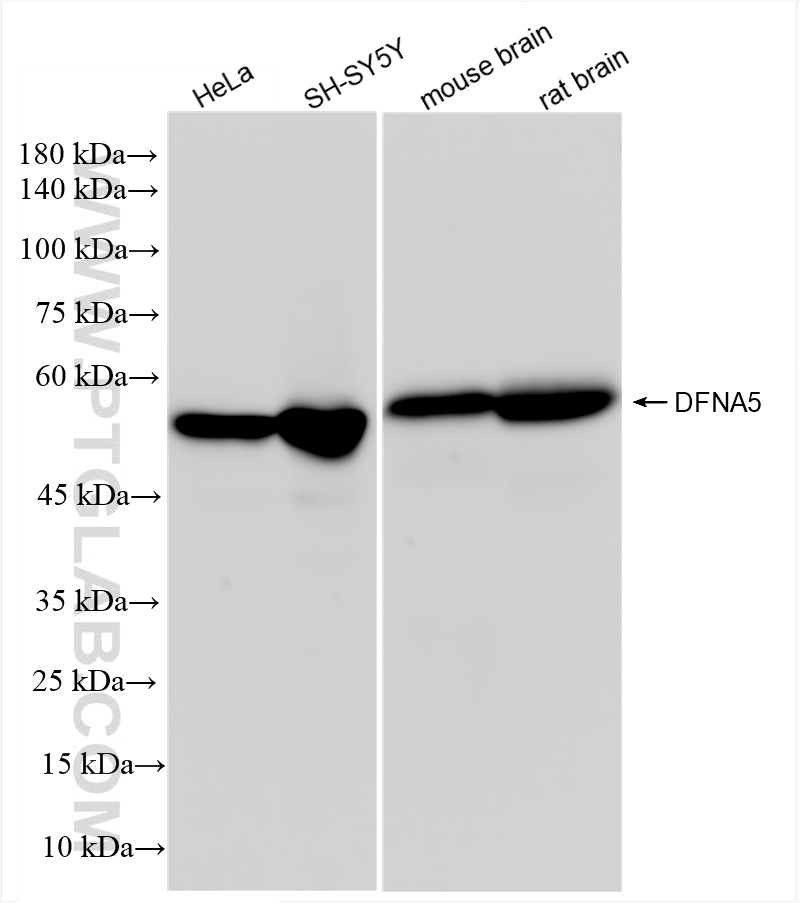 WB analysis using 83454-6-RR