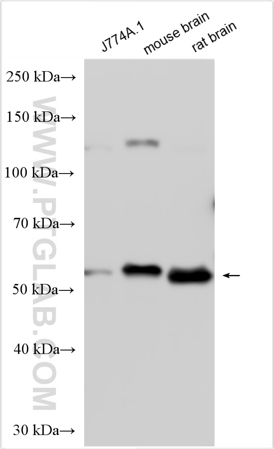 WB analysis using 30696-1-AP