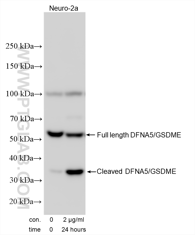 Non-treated and actinomycin D treated Neuro-2a cells were subjected to SDS PAGE followed by western blot with 30696-1-AP (DFNA5/GSDME antibody) at dilution of 1:1000 incubated at room temperature for 1.5 hours. WB analysis using 30696-1-AP