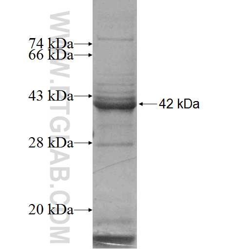 DGCR8 fusion protein Ag4871 SDS-PAGE