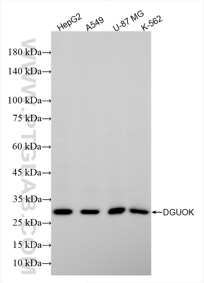WB analysis using 85932-2-RR