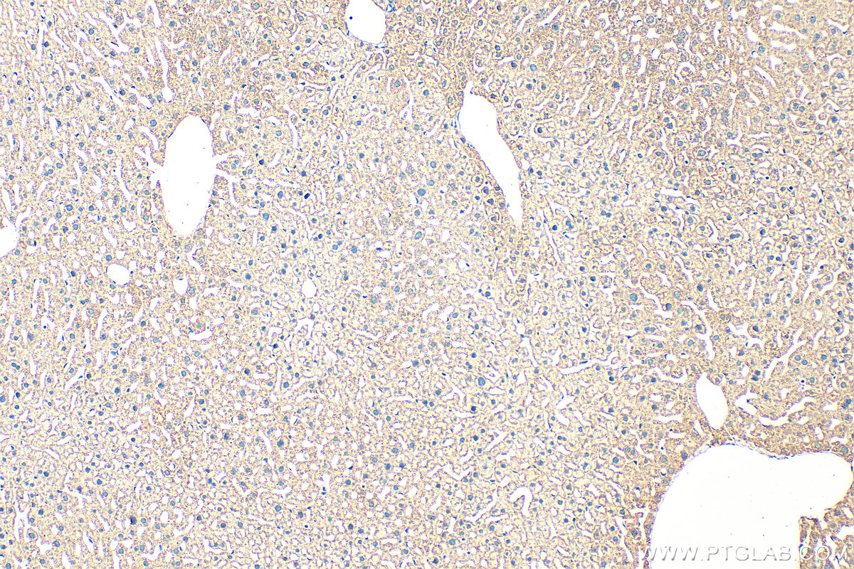 Immunohistochemical analysis of paraffin-embedded mouse liver tissue slide using 10471-1-AP (DHCR24 antibody) at dilution of 1:200 (under 10x lens). Heat mediated antigen retrieval with Tris-EDTA buffer (pH 9.0). IHC staining of mouse liver using 10471-1-AP
