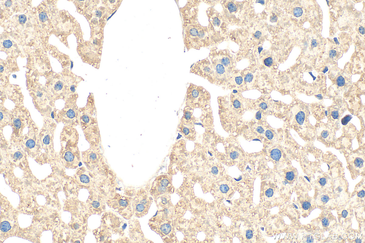Immunohistochemical analysis of paraffin-embedded mouse liver tissue slide using 10471-1-AP (DHCR24 antibody) at dilution of 1:200 (under 40x lens). Heat mediated antigen retrieval with Tris-EDTA buffer (pH 9.0). IHC staining of mouse liver using 10471-1-AP