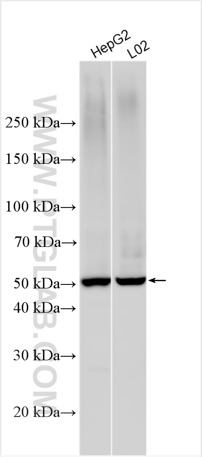Various lysates were subjected to SDS PAGE followed by western blot with 10471-1-AP (DHCR24 antibody) at dilution of 1:15000 incubated at room temperature for 1.5 hours. WB analysis using 10471-1-AP