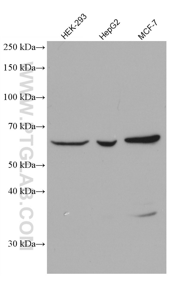WB analysis using 60028-1-Ig