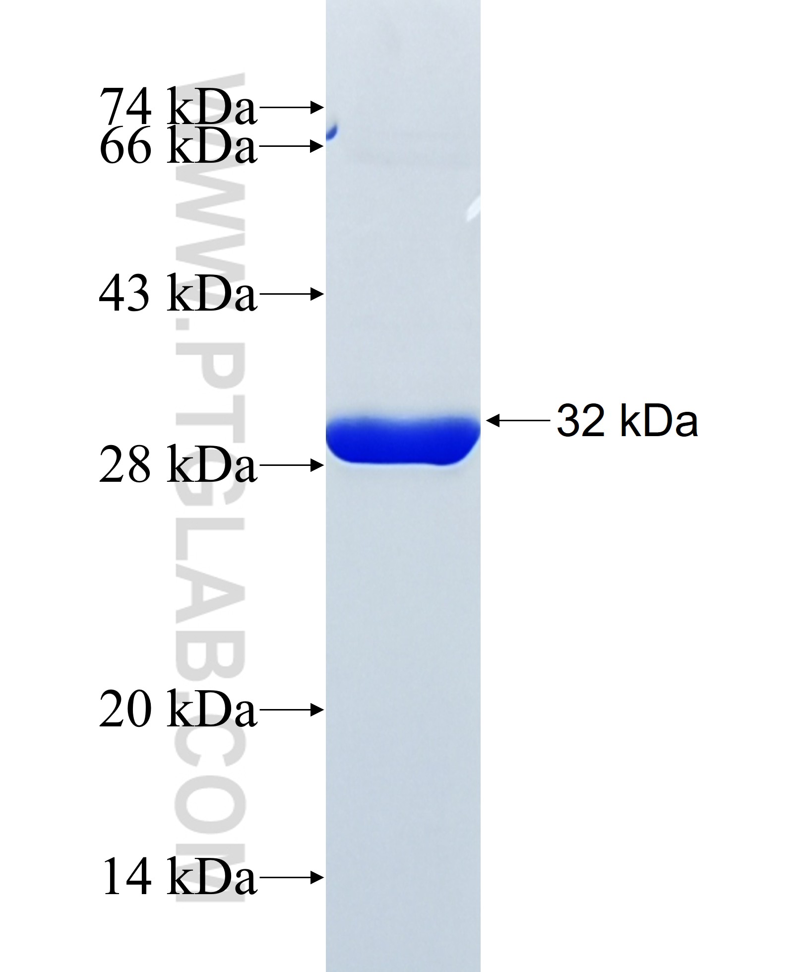 DHCR24 fusion protein Ag30439 SDS-PAGE