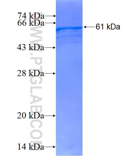 DHCR24 fusion protein Ag0756 SDS-PAGE