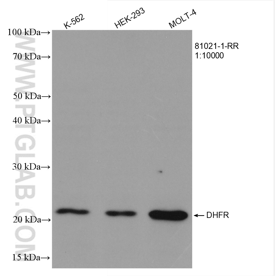 WB analysis using 81021-1-RR (same clone as 81021-1-PBS)