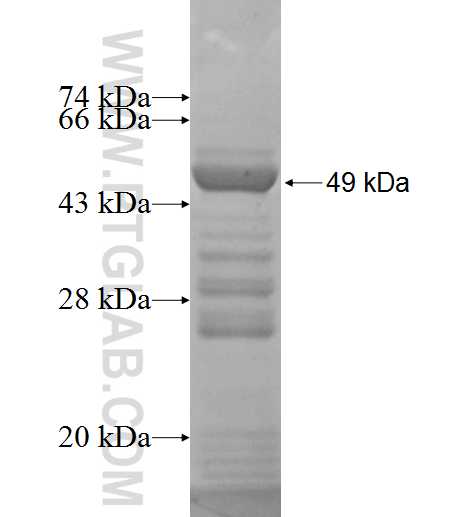 DHODH fusion protein Ag6810 SDS-PAGE