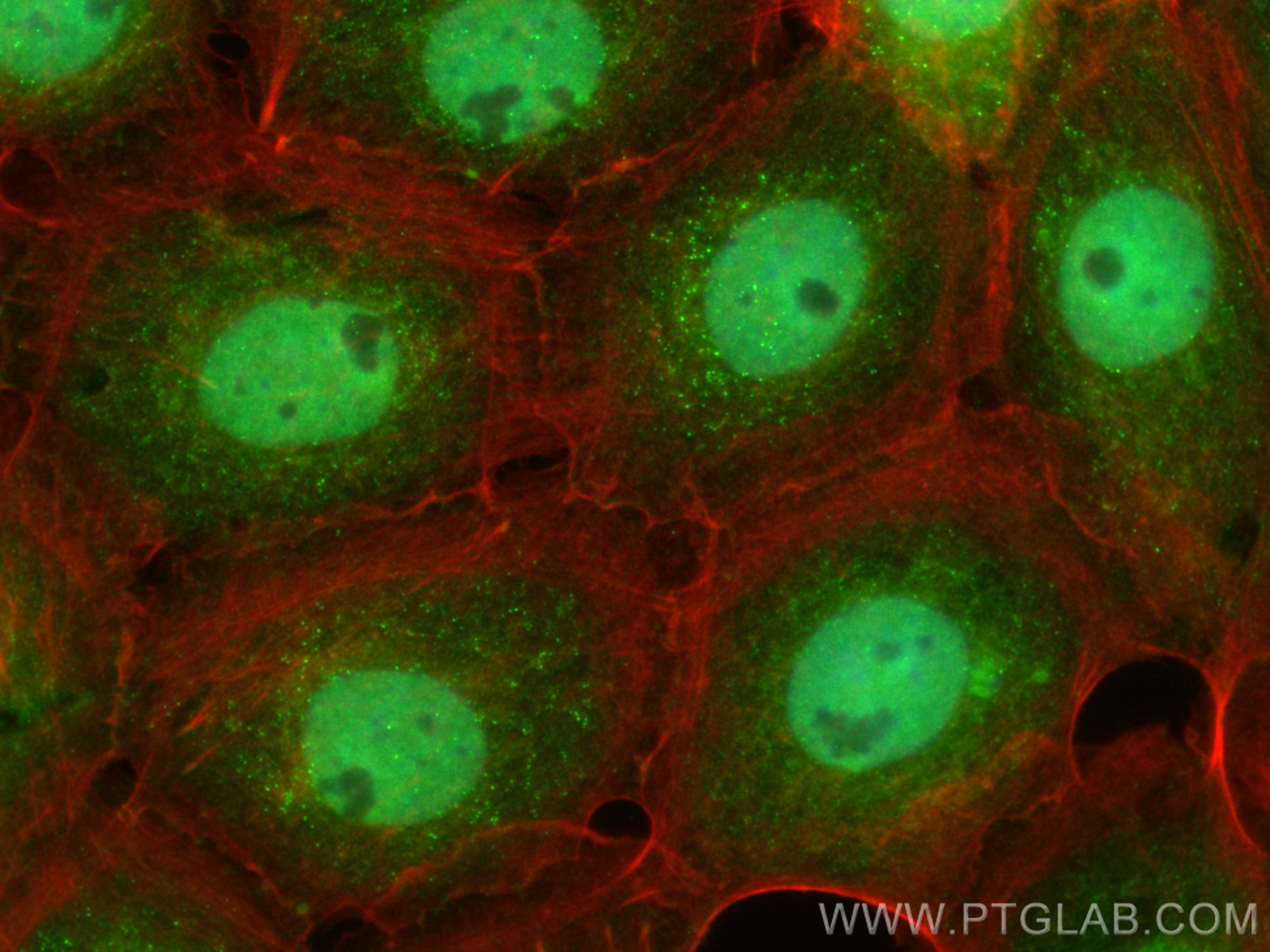 IF Staining of A431 using CL488-16275