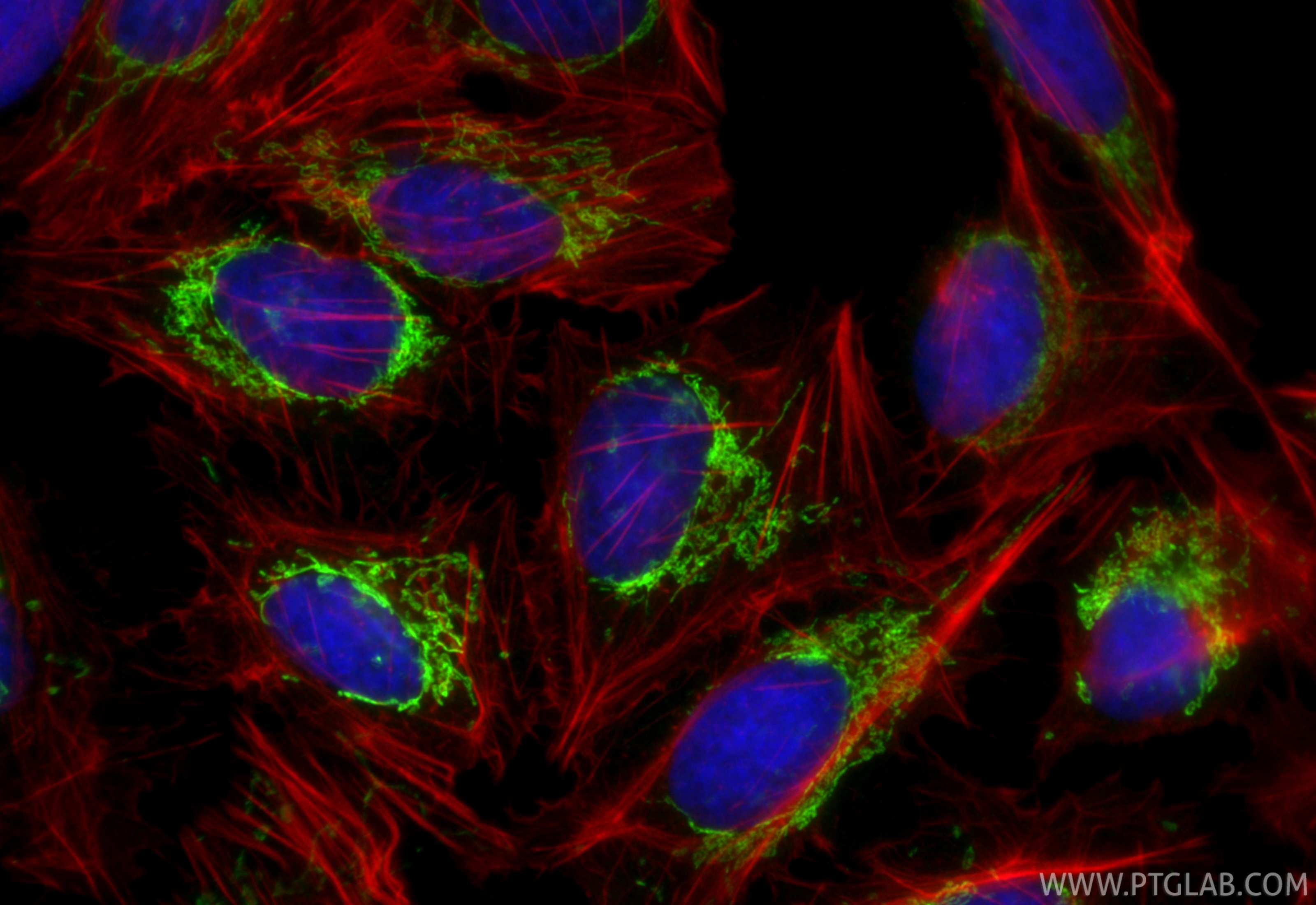IF Staining of U2OS using CL488-86309-2