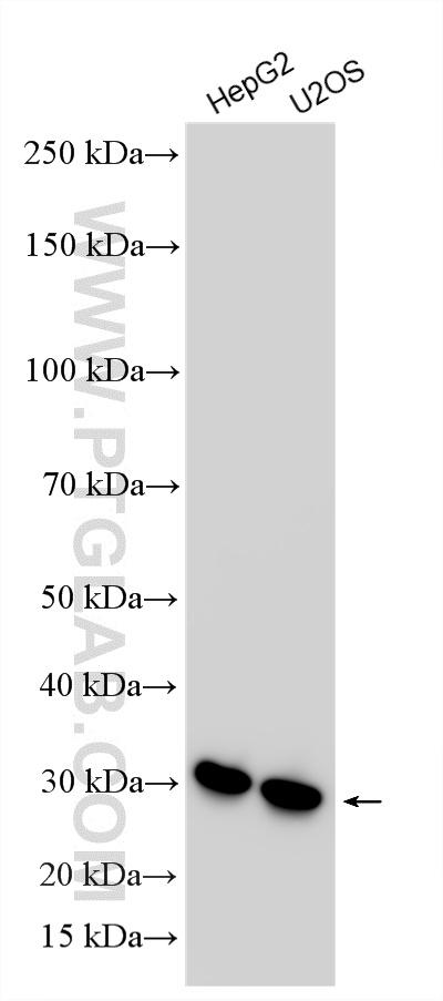 WB analysis using RMX00088