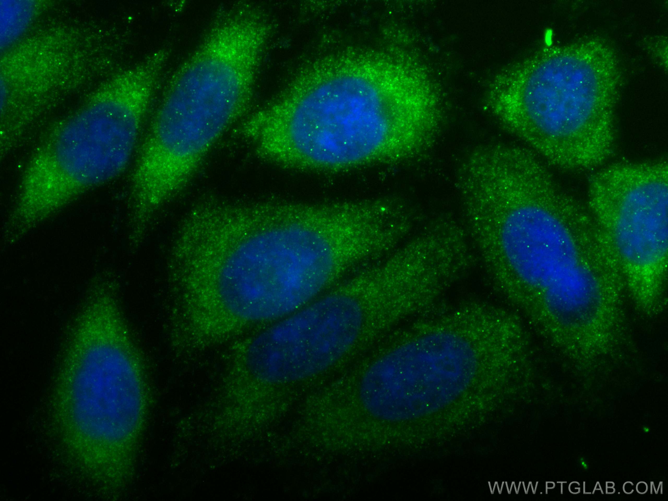 IF Staining of HepG2 using 15393-1-AP