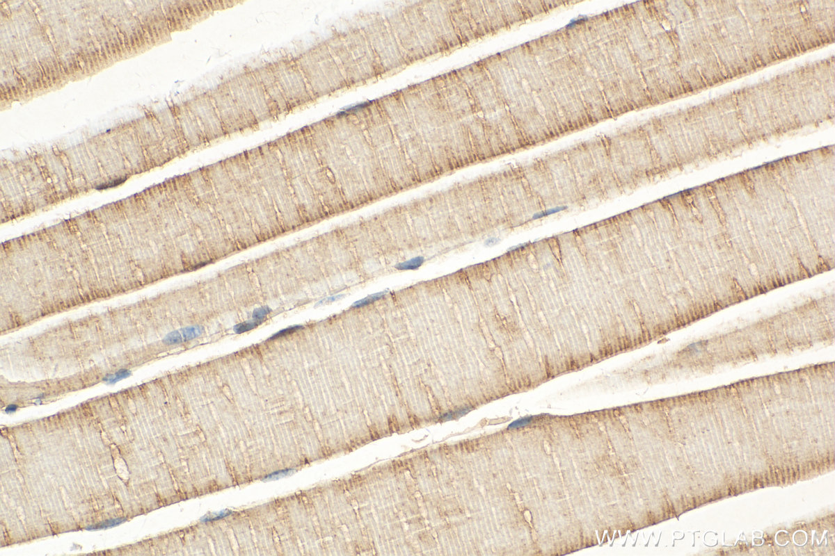 IHC staining of mouse skeletal muscle using 15061-1-AP