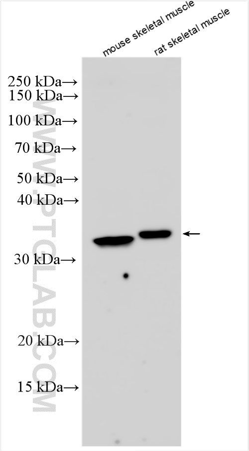 WB analysis using 26020-1-AP