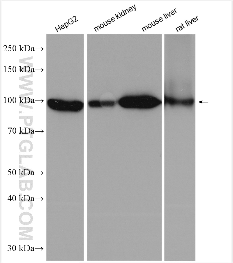 WB analysis using 27493-1-AP