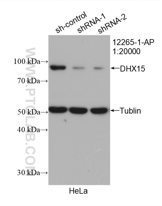 WB analysis of HeLa using 12265-1-AP