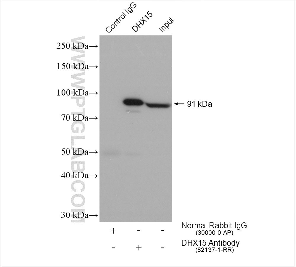 IP experiment of NIH/3T3 using 82137-1-RR (same clone as 82137-1-PBS)