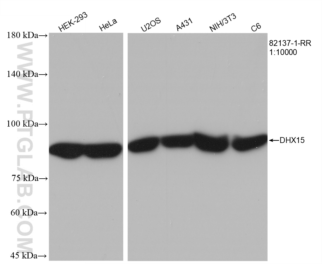 WB analysis using 82137-1-RR (same clone as 82137-1-PBS)