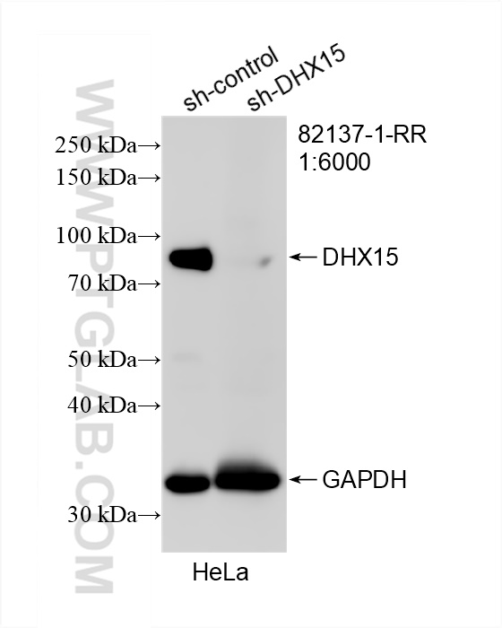 WB analysis of HeLa using 82137-1-RR (same clone as 82137-1-PBS)