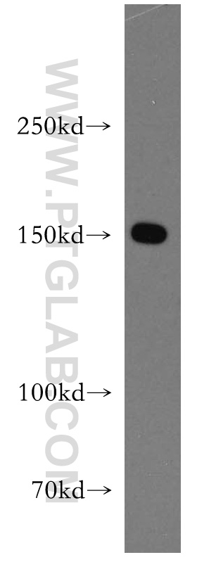 WB analysis of HEK-293 using 13923-1-AP