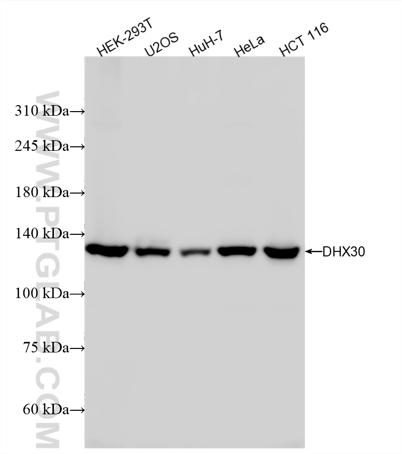 WB analysis using 87317-1-RR