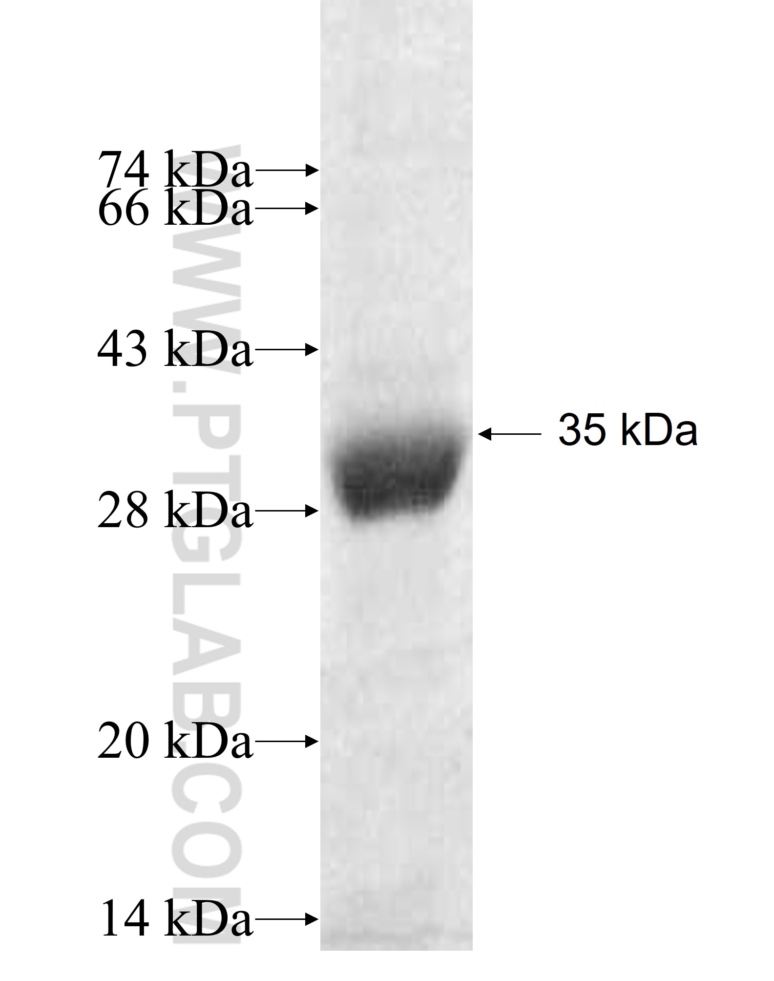 DHX30 fusion protein Ag9439 SDS-PAGE