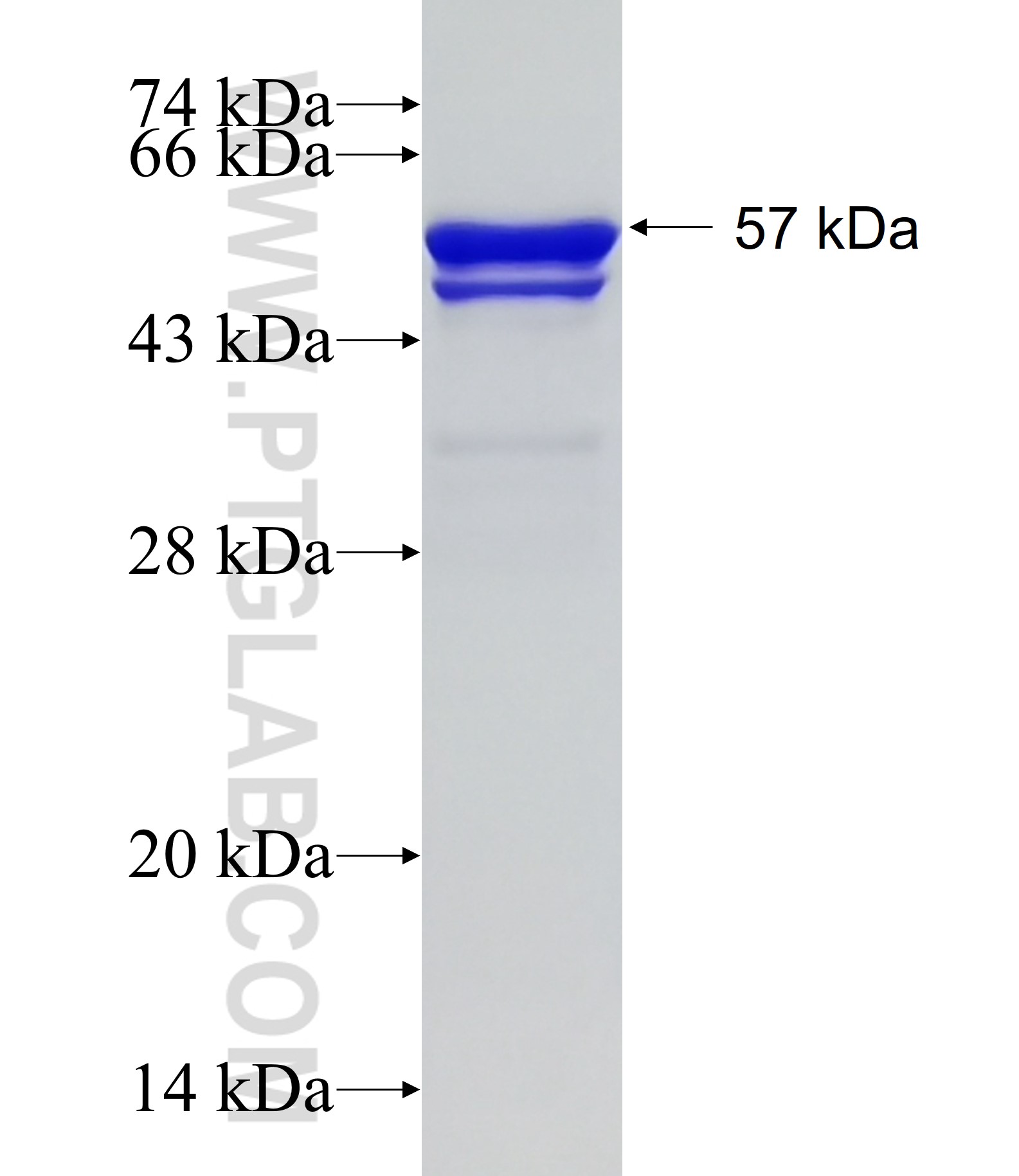 DHX38 fusion protein Ag0144 SDS-PAGE