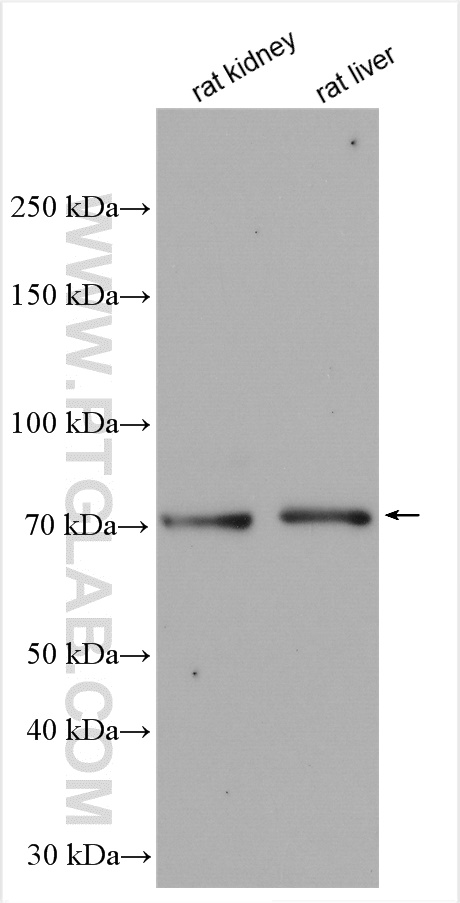 WB analysis using 11355-1-AP