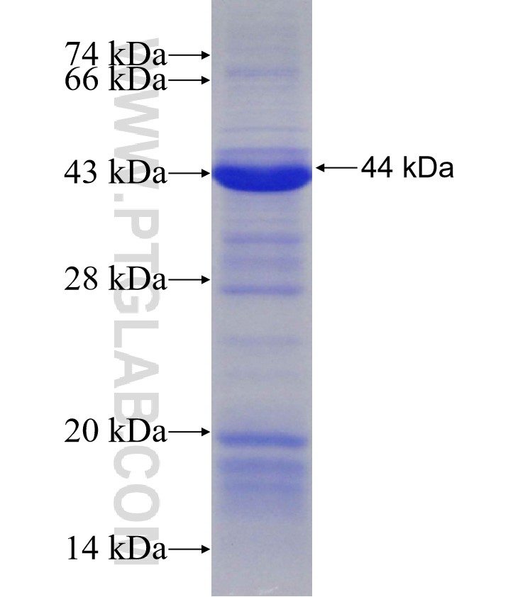 DHX58 fusion protein Ag30382 SDS-PAGE