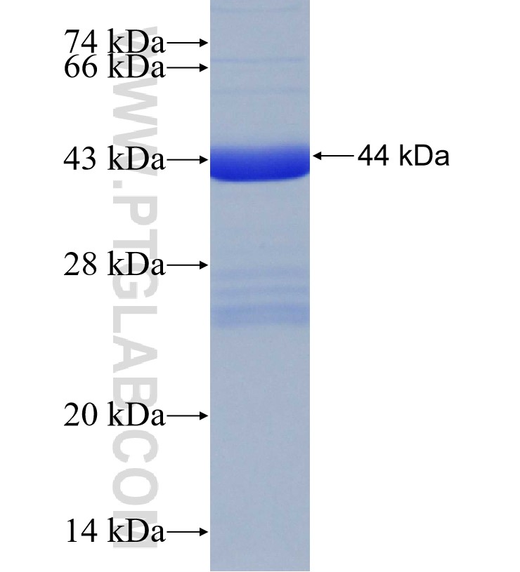 DHX58 fusion protein Ag30760 SDS-PAGE
