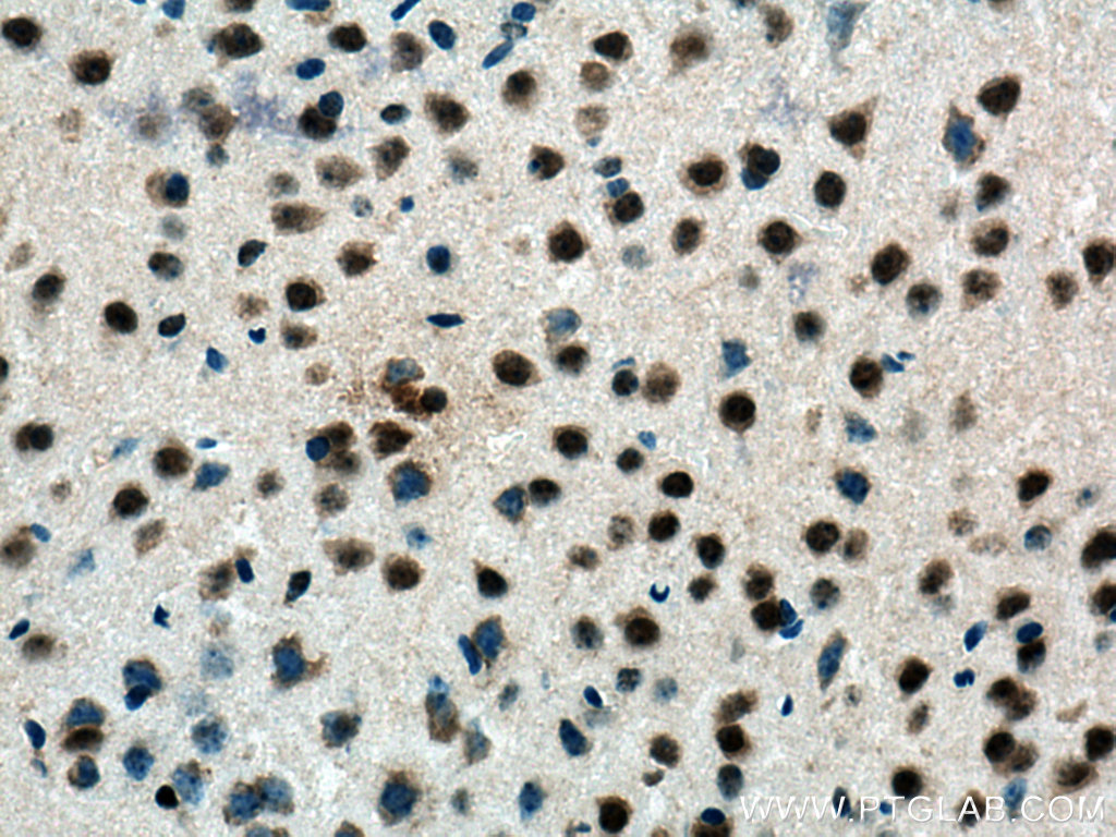 IHC staining of mouse brain using 67153-1-Ig