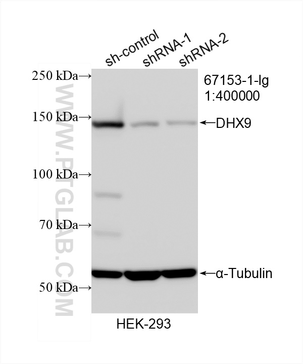 WB analysis of HEK-293 using 67153-1-Ig