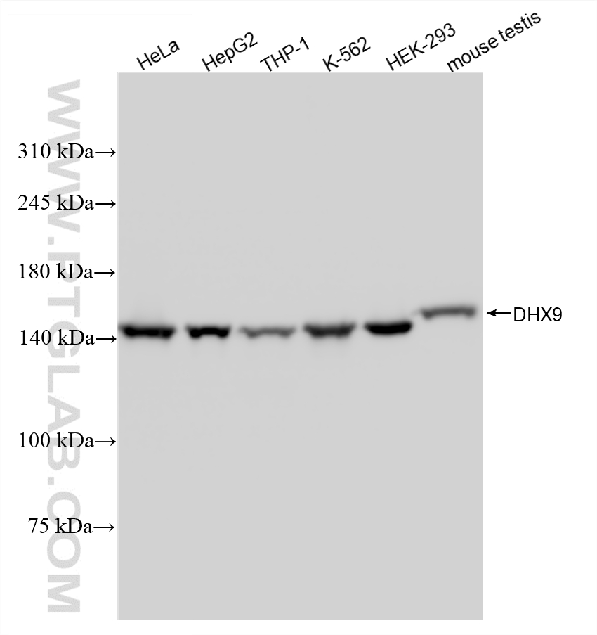 WB analysis using 88165-1-RR (same clone as 88165-1-PBS) WB analysis using 88165-1-RR (same clone as 88165-1-PBS)