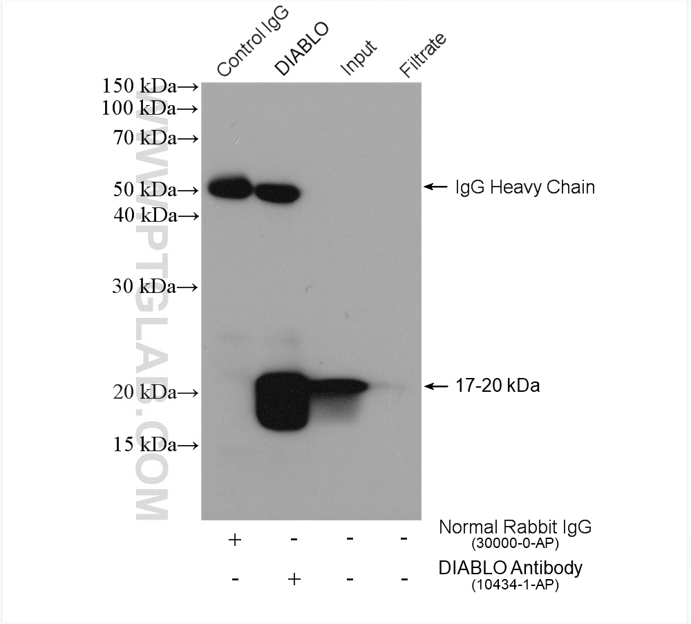 IP experiment of HepG2 using 10434-1-AP