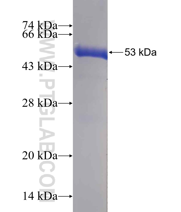 DIABLO fusion protein Ag0696 SDS-PAGE