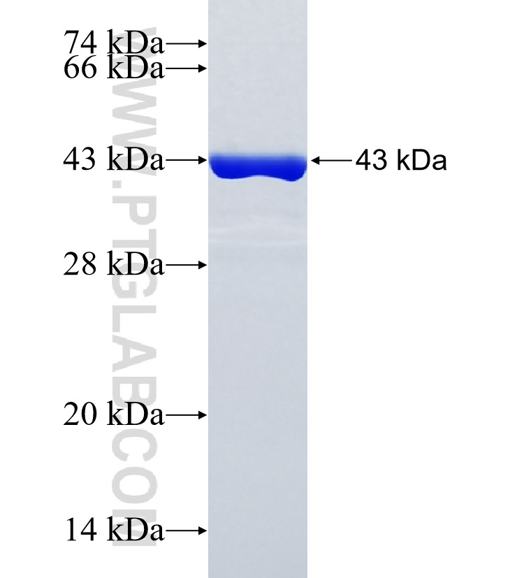 DIAPH2 fusion protein Ag35280 SDS-PAGE