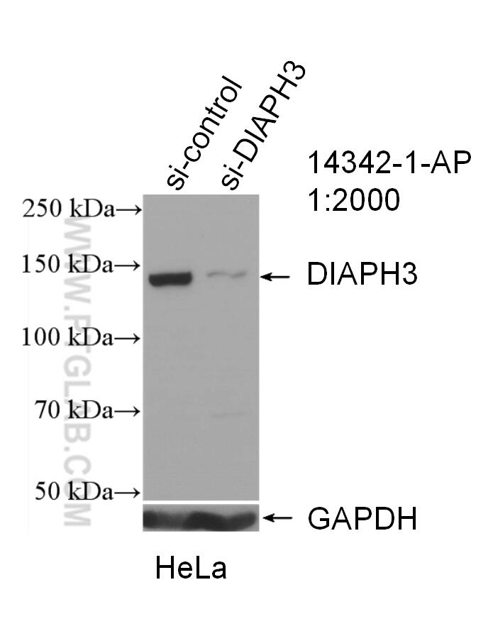 WB analysis of HeLa using 14342-1-AP