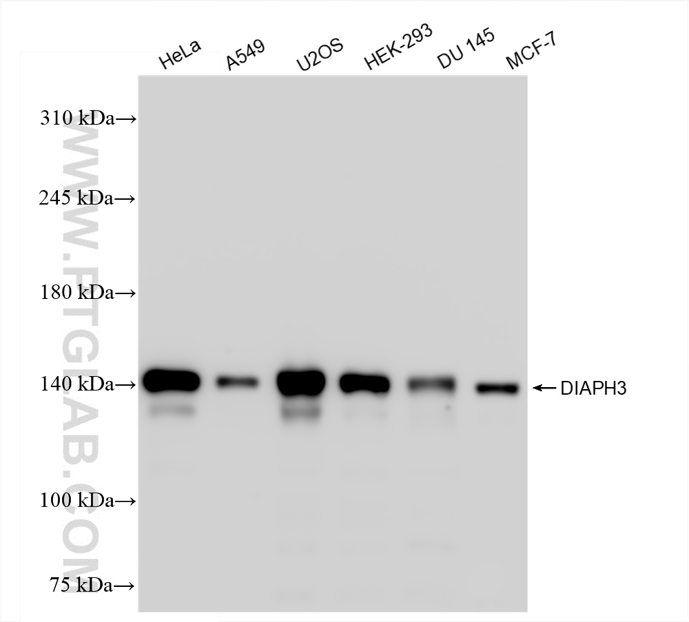 WB analysis using 85701-1-RR (same clone as 85701-1-PBS)
