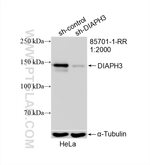 WB analysis of HeLa using 85701-1-RR
