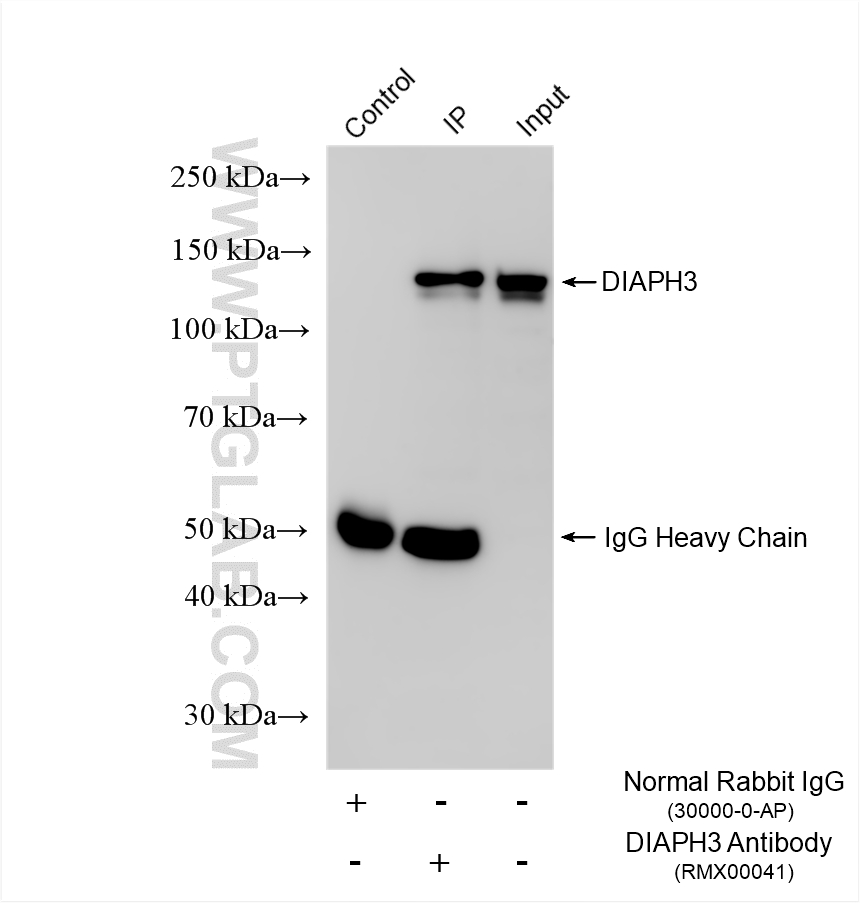 IP experiment of HeLa using RMX00041