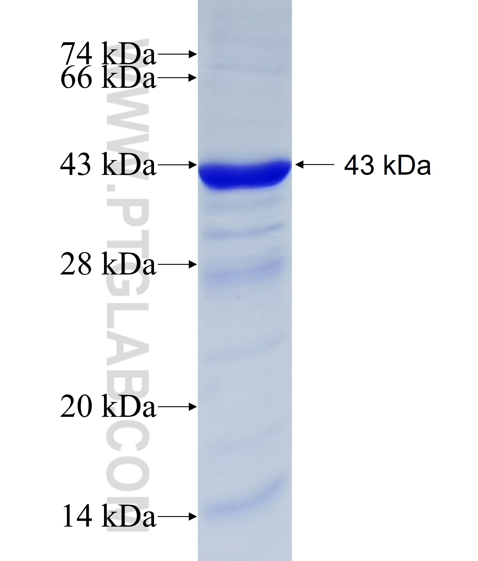 DIAPH3 fusion protein Ag6631 SDS-PAGE