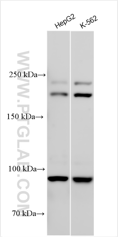 WB analysis using 29984-1-AP